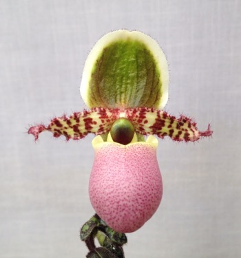 Paphiopedilum liemianum — 