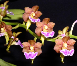 Aerides flabellata — Mounted specimen