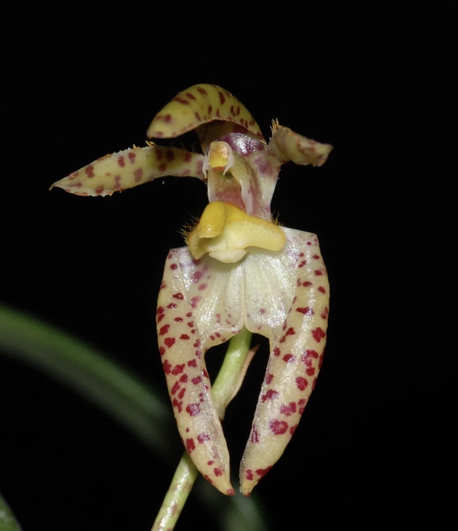 Bulbophyllum lasiochilum x self — Mounted specimen