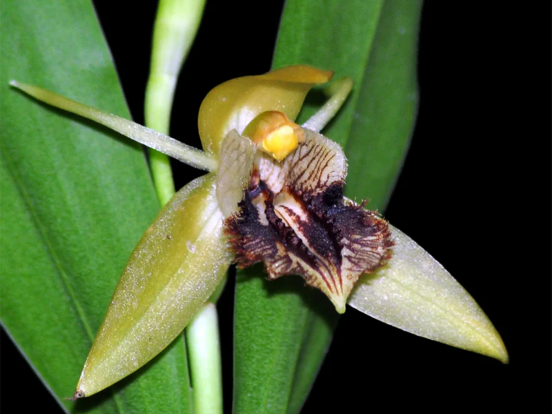 Coelogyne fimbriata — Mounted specimen