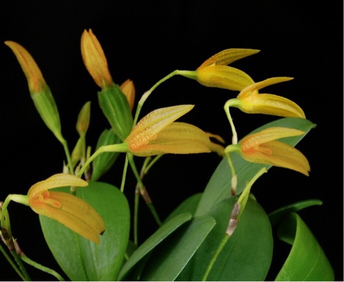 Pleurothallis corniculata — Mounted specimen