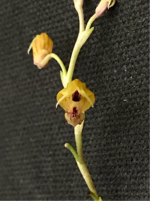 Scaphosepalum ochthodes — 