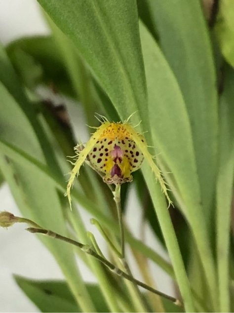 Scaphosepalum fimbriatum — 