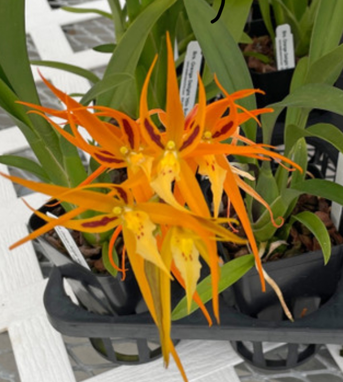 Brassia Orange Delight — 