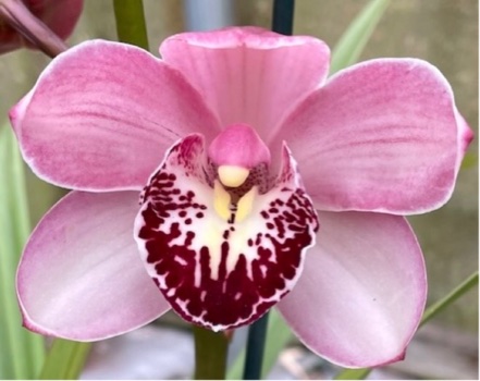 Cymbidium Rosy Wine — 
