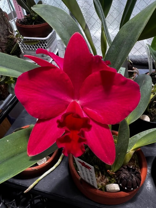 Potinara Ability Red Sunset Memory SM/JOGA — 