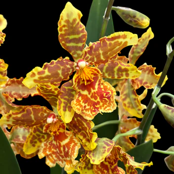Odontocidium Golden Mirth Filinis Gold Dust* — 
