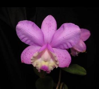 Cattleya loddigesii aquinii Alvaro Perelia x self — Fragrant