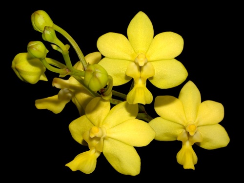 Vanda spathulata — Mounted specimen