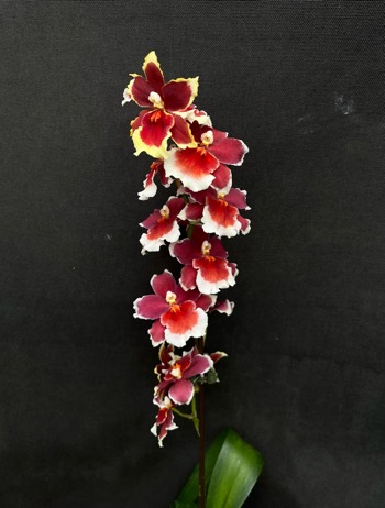 Burrageara Crimson Pride — 