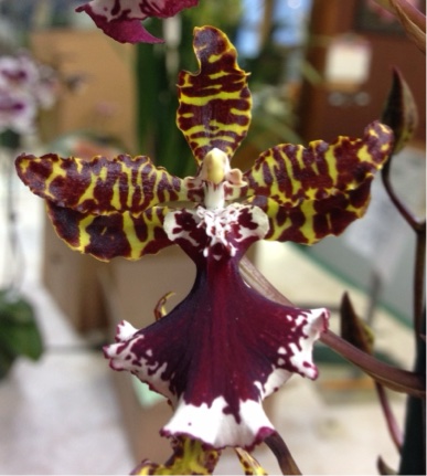Odontocidium Everglades Elegance Nancy Lee — 