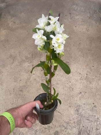 Dendrobium Spring Dream 'Apollon' — 