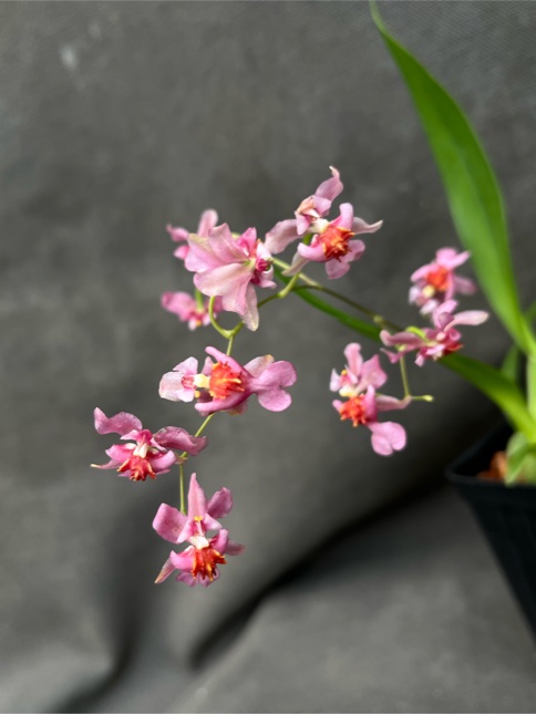Oncidium Twinkle Pink Fantasy — Fragrant