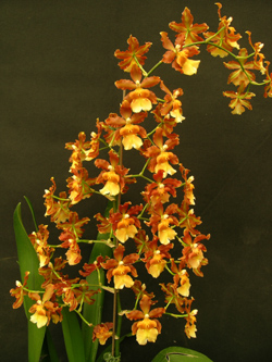 Colmanara Catatante — Mounted specimen