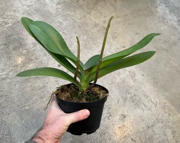 Phalaenopsis White Dream — 