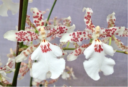 Oncidium Speckled Spire — 