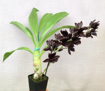 Monnierara Millennium Magic 'Witchcraft' FCC/AOS — 