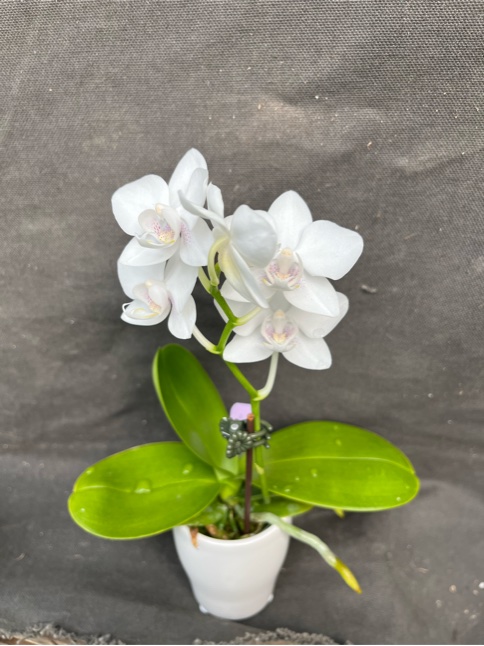 Phalaenopsis Timothy Christopher — 
