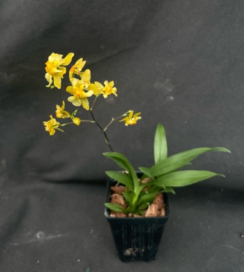 Oncidium Twinkle Oro — Fragrant