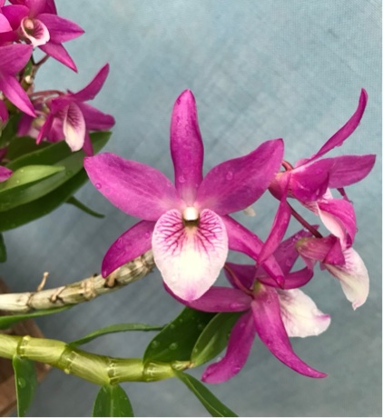 Dendrobium Rainbow Dance — 